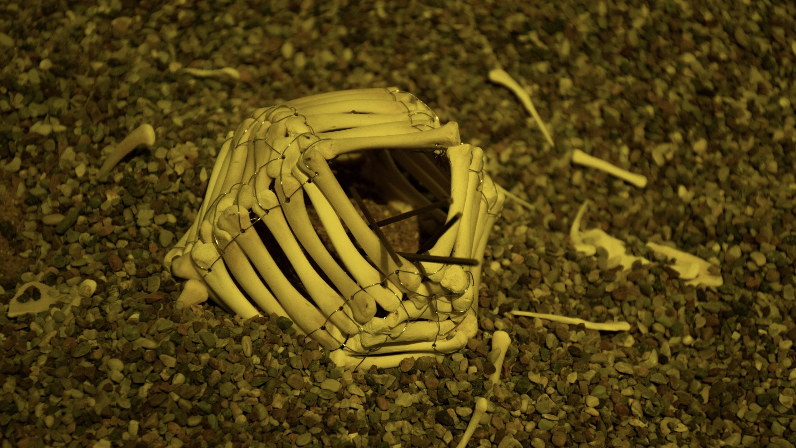One of Our Fossils Photos-30